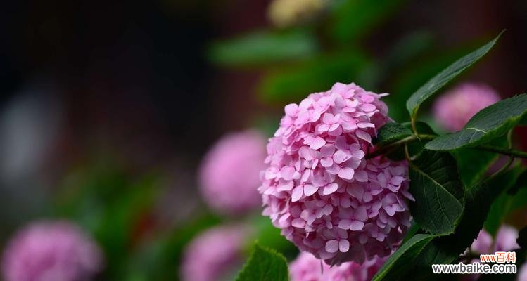 探索八仙花的灵性与美丽 八仙花寓意的奇妙世界