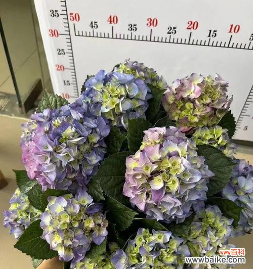 探索八仙花的灵性与美丽 八仙花寓意的奇妙世界