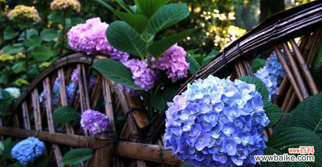 探索八仙花的灵性与美丽 八仙花寓意的奇妙世界