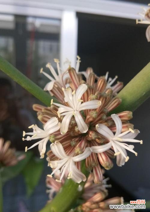 巴西木——生命力与智慧相融的奇迹 以巴西木的寓意