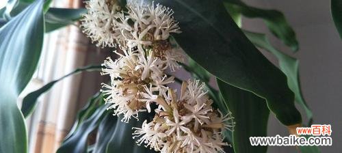 巴西木——生命力与智慧相融的奇迹 以巴西木的寓意