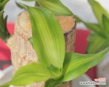 巴西木——生命力与智慧相融的奇迹 以巴西木的寓意