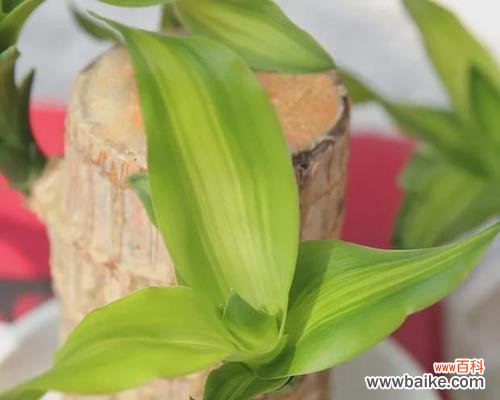 巴西木——生命力与智慧相融的奇迹 以巴西木的寓意