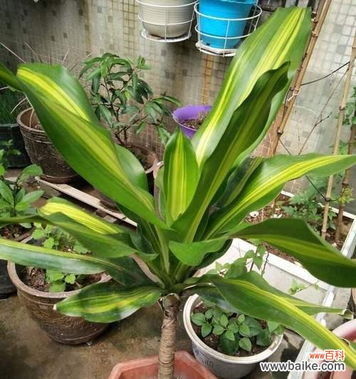 以巴西铁树开花的寓意与启示 铁树开花——希望与奇迹