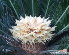 以巴西铁树开花的寓意与启示 铁树开花——希望与奇迹