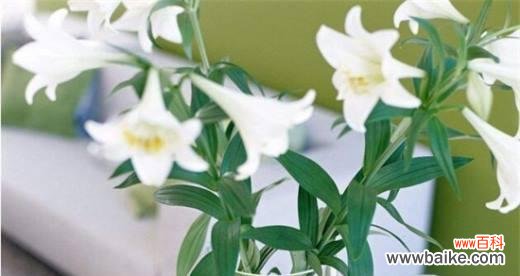 探索白百合的花语 白百合的花语与象征——纯洁与守护