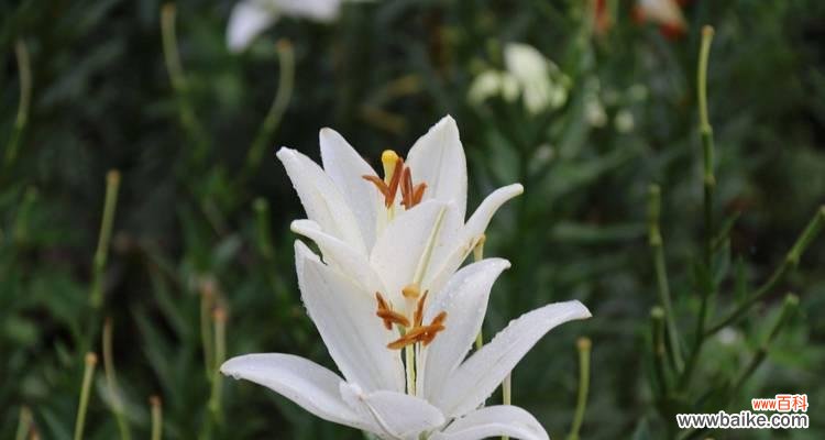 探索白百合的花语 白百合的花语与象征——纯洁与守护