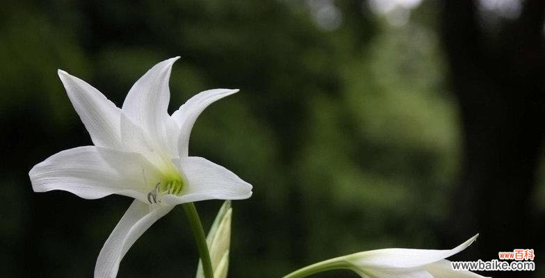 纯洁与祝福的化身——白百合花的意义解析 白百合花的象征意义及美丽之谜