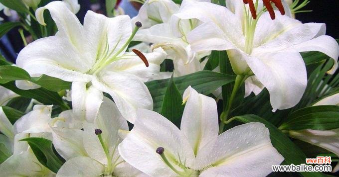 纯洁与祝福的化身——白百合花的意义解析 白百合花的象征意义及美丽之谜