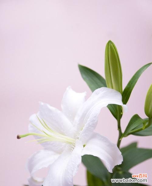 纯洁与祝福的化身——白百合花的意义解析 白百合花的象征意义及美丽之谜