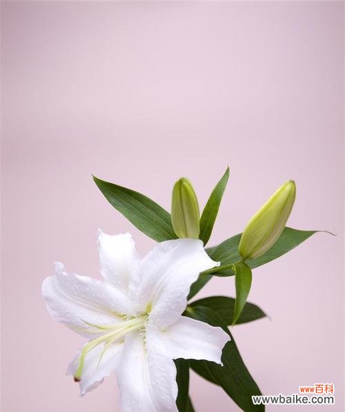 纯洁 白百合花的含义及象征意义