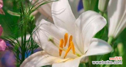 纯洁 白百合花的含义及象征意义