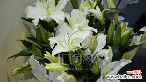 纯洁 白百合花的含义及象征意义