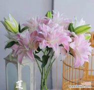 白百合花的美丽与纯洁 白百合花的寓意与象征