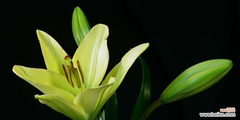 白百合花的美丽与纯洁 白百合花的寓意与象征