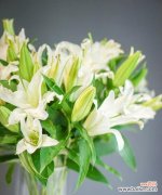 探索白百合花的神秘内涵与象征意义 白百合花的花语与美丽寓意