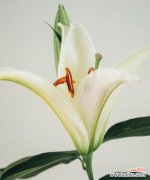 清纯 白百合花的寓意与象征