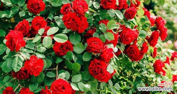 寓意幸运成功的花有哪些？这些花的象征意义是什么？