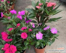 寓意幸运成功的花有哪些？这些花的象征意义是什么？