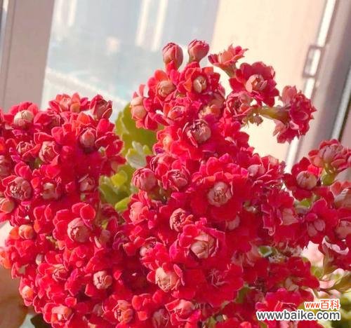 哪些花象征吉祥和喜庆？吉祥和喜庆的花有哪些？