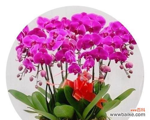 哪些花象征吉祥和喜庆？吉祥和喜庆的花有哪些？