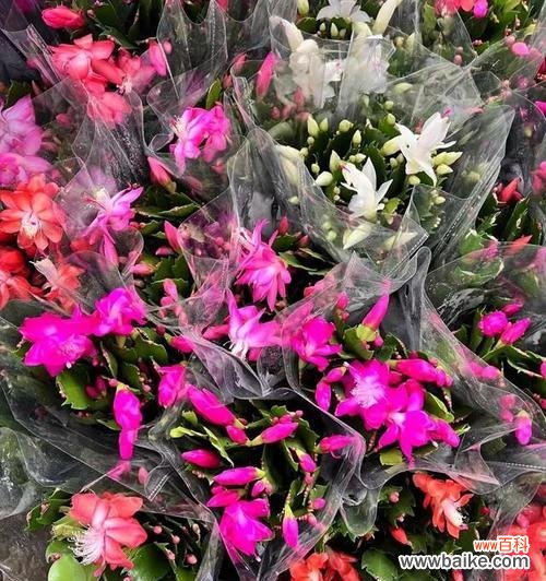 哪些花象征吉祥和喜庆？吉祥和喜庆的花有哪些？