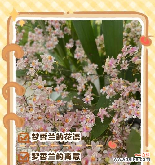 平安幸运花有哪些？它们的花语是什么？