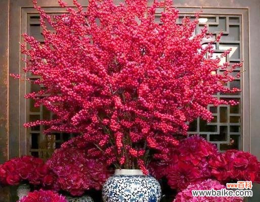 春节期间哪种花寓意最好?