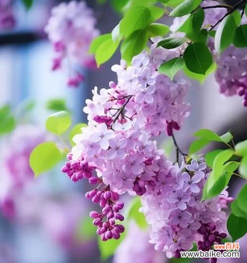 哪朵花被视为爱情的象征？