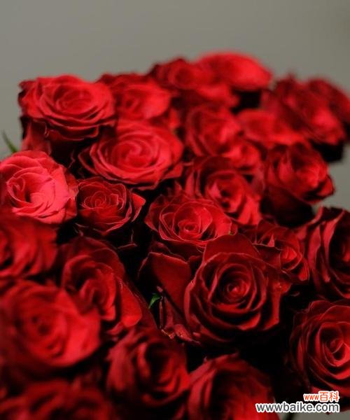 哪朵花被视为爱情的象征？