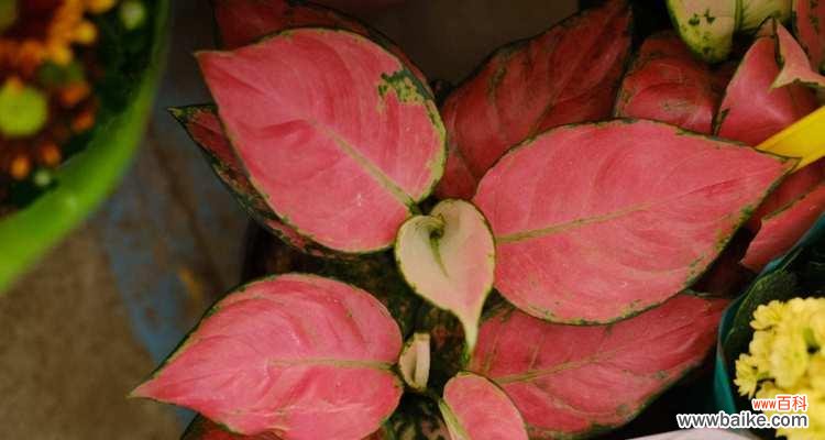 如意玫瑰花的寓意是什么？如意玫瑰花的花语有哪些？