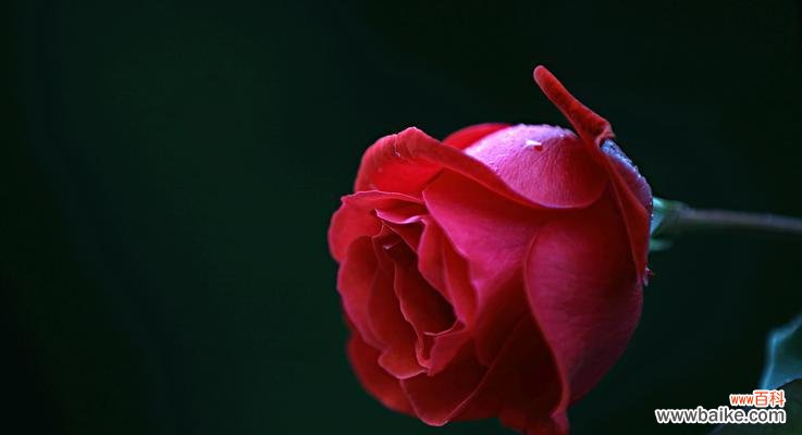 如意玫瑰花的寓意是什么？如意玫瑰花的花语有哪些？