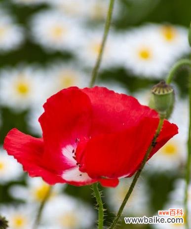 红色罂粟花象征着什么？