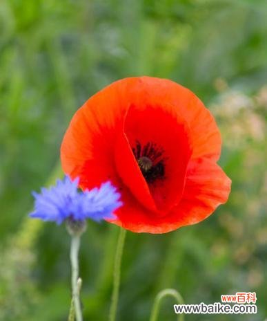 红色罂粟花象征着什么？