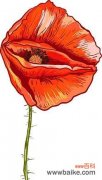 红色罂粟花象征着什么？