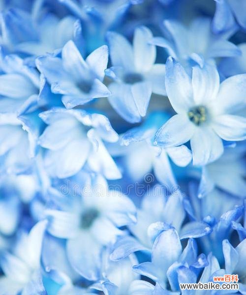 蓝色花朵有哪些好看且寓意丰富的选择？