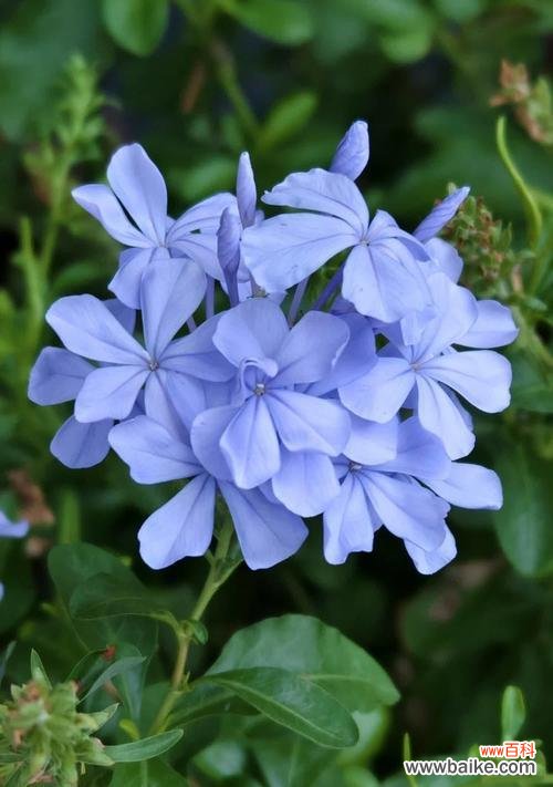 蓝色花朵有哪些好看且寓意丰富的选择？