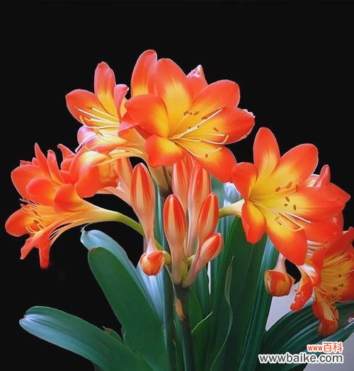 哪种花寓意好运气和好兆头？如何选择吉祥的花卉？