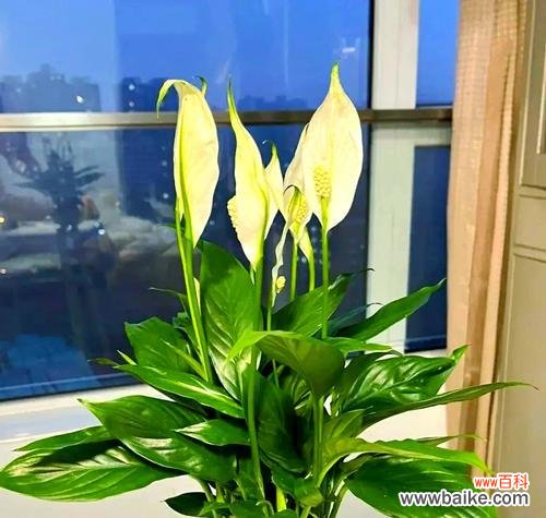 哪种花寓意好运气和好兆头？如何选择吉祥的花卉？