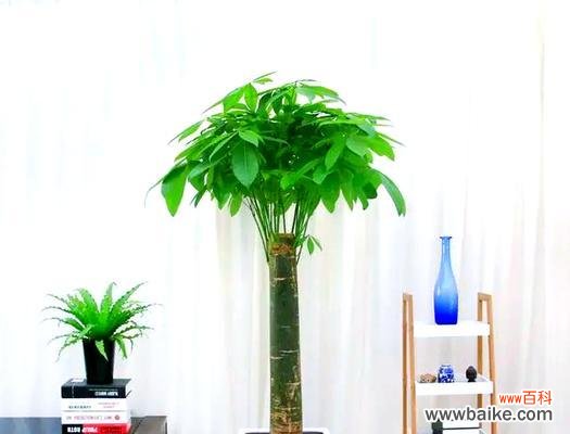 哪种花寓意好运气和好兆头？如何选择吉祥的花卉？