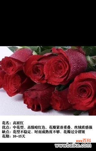 19朵红色玫瑰代表什么?它们的花语是什么?