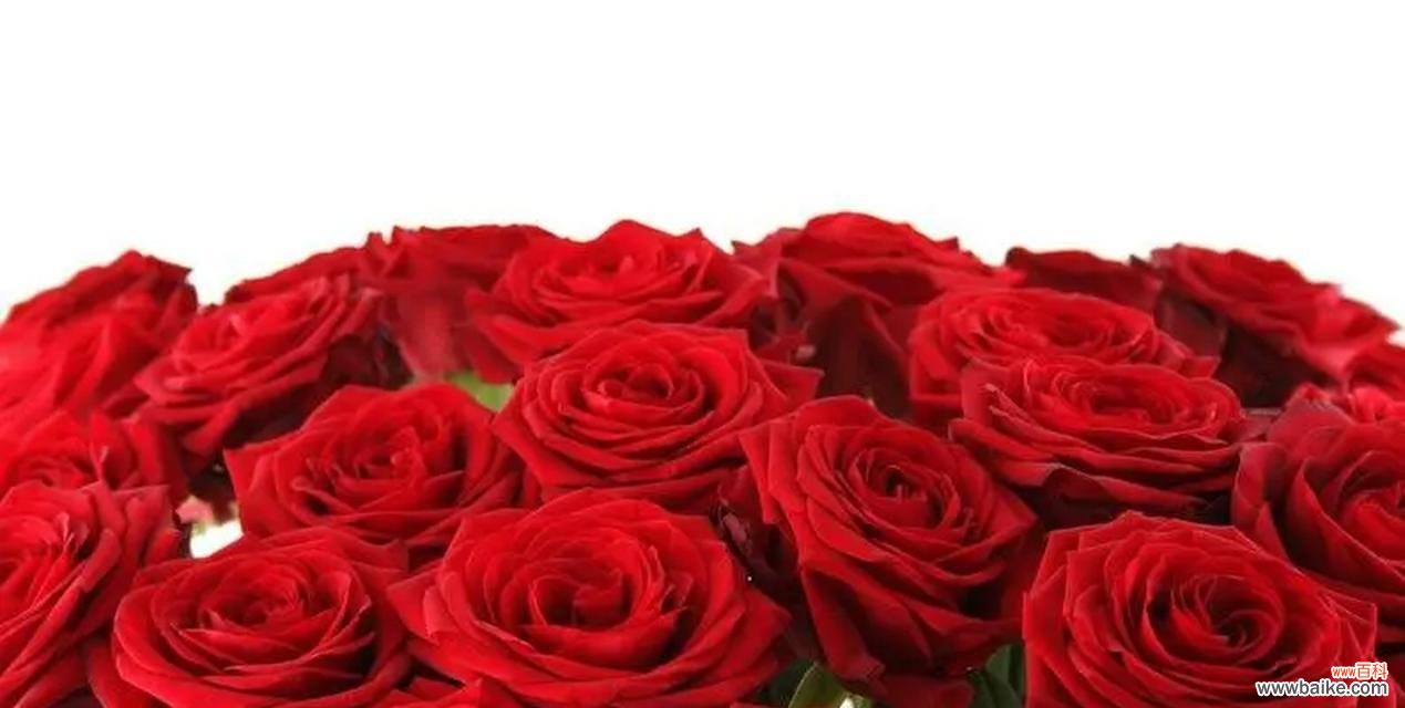 19朵红色玫瑰代表什么?它们的花语是什么?