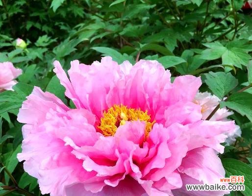 什么花寓意经济繁荣昌盛?