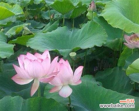 荷花头像代表什么？荷花象征爱情的含义是什么？