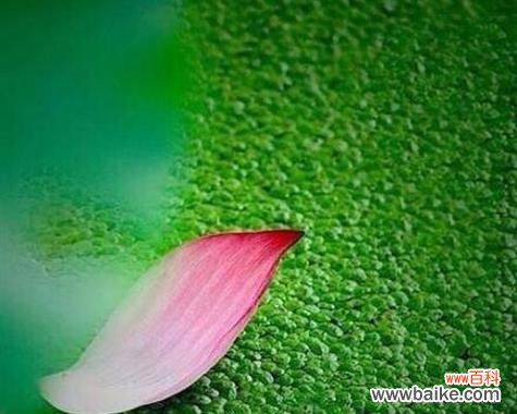 荷花头像代表什么？荷花象征爱情的含义是什么？