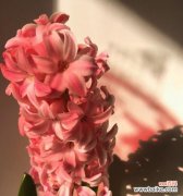 绽放于春天的温暖，传递爱意的鲜花 桃红色风信子的花语