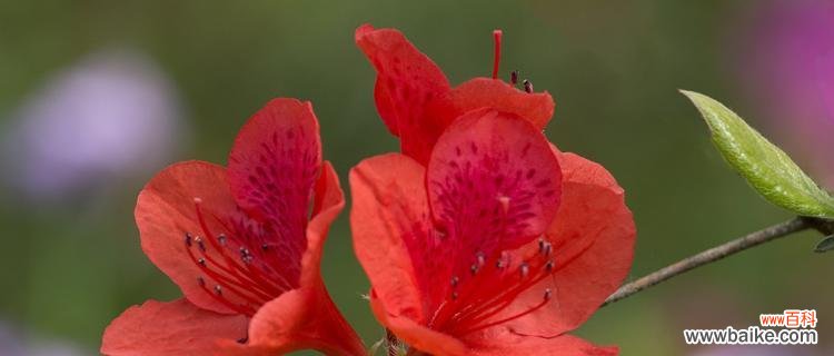 揭示红色杜鹃花背后蕴含的情感和美丽 红色杜鹃花的寓意与象征意义