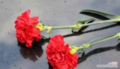 传递爱情和热情的红色康乃馨，代表着美好的愿望与祝福 红色康乃馨的花语与寓意