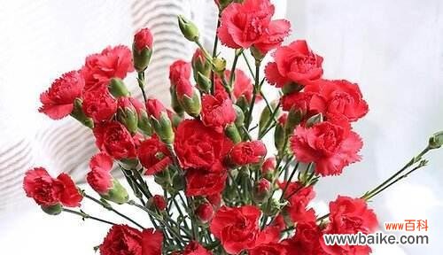 红色康乃馨的花语和寓意 红色康乃馨