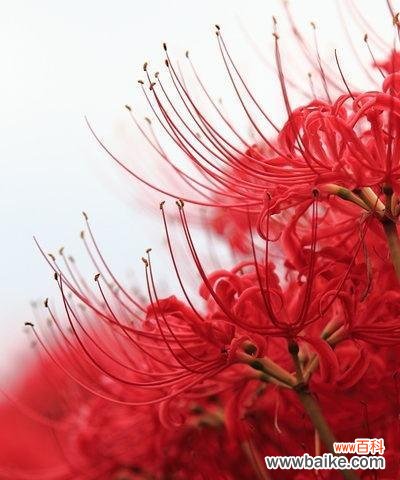 红色曼陀罗花开,生命的奇迹绽放 红色曼陀罗花语